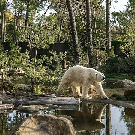 4 Personnes Avec Piscine Interieure 31 Degres Zoo De 24 H Du Mans